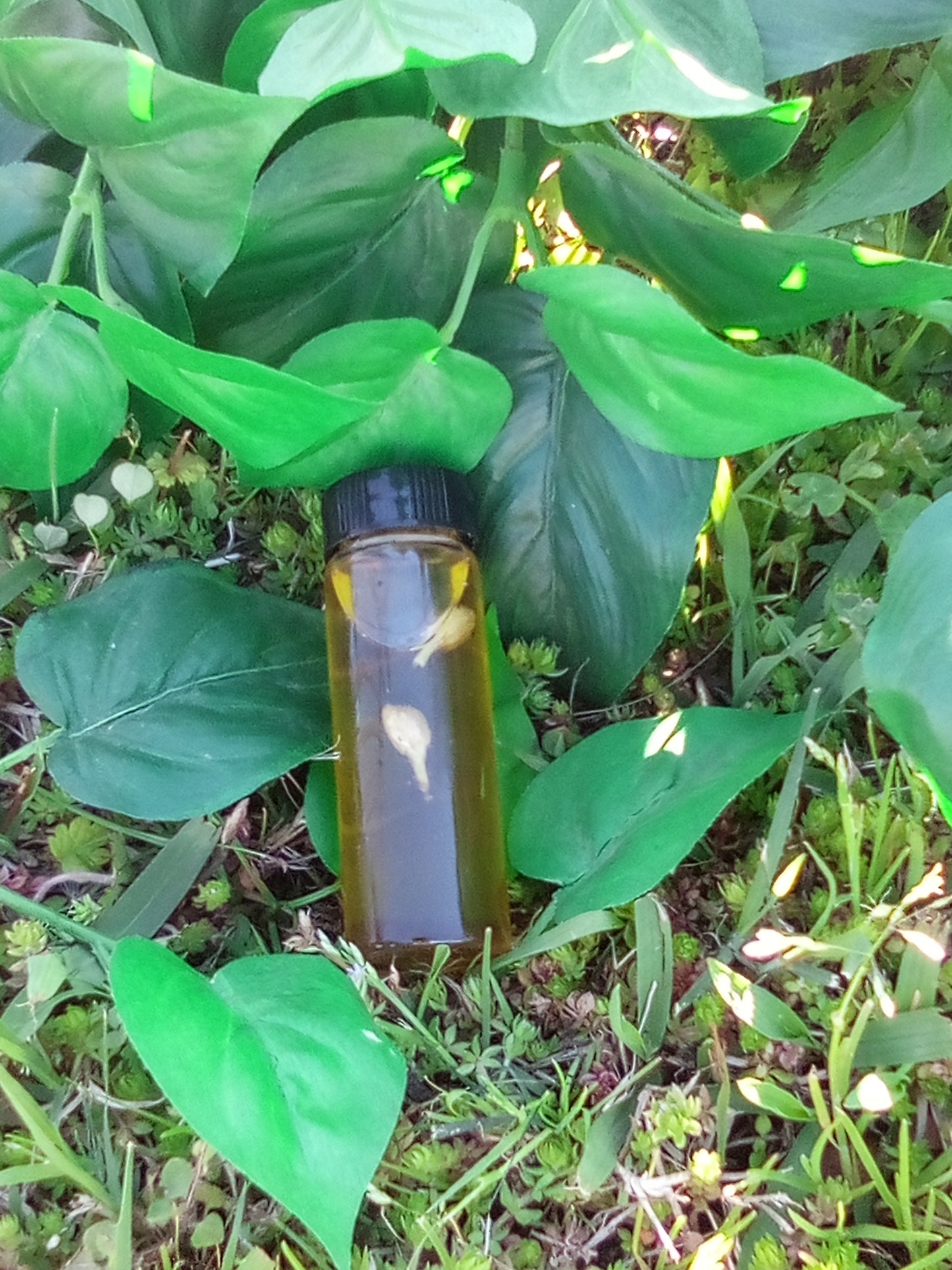 Fast Passion Love Potion